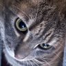GipiZeta's profile picture
