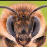 Фото профиля 〽️Beekeeper