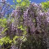 Фото профиля 花うらら