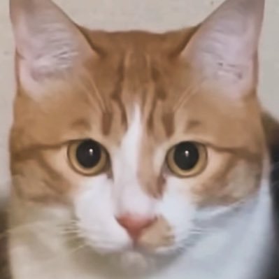 玉次郎's profile picture