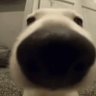 Garcio Buggs profil fotoğrafı