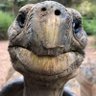 Фото профиля actualTurtle