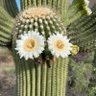Cactus Bob 的头像