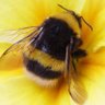 BurntYetBold 🐝 的头像