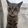 Shahid Anwar شاہِدانور's profile picture