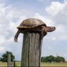 Post Turtle's profile picture