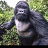 Parisien-faché's profile picture