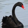 CISNE NEGRO's profile picture