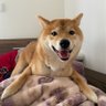 超引き弱GARO🐺 的头像