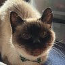 Фото профиля 4匹の猫