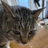 猫の下僕's profile picture
