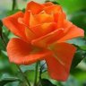 Naresh Ghosh's profile picture