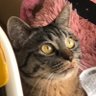 Фото профиля 古典に古典パンのMさんです
