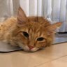 Haru ♪(´ε` ) Meow's profile picture