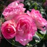 ユウコ🌸's profile picture