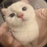 Trinity Kahanu's profile picture