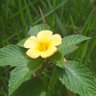 Profilbild von La flor amarilla