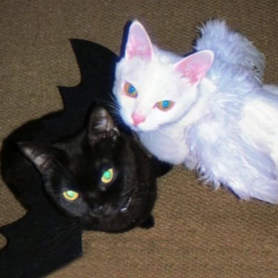 Y6ajmVcz's profile picture