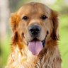 迦南地 profil fotoğrafı