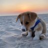 Фото профиля Indigo Charlie