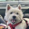 Profilbild von Benji The Westie