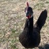 Brandon Jackson profil fotoğrafı