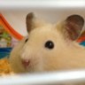 ハムちゃんこ profil fotoğrafı