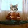 cat_with_powerful_aura profil fotoğrafı