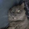 Profilbild von Deniz