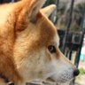 にっぴー's profile picture