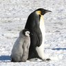 Profilbild von 肯定否定ペンギン