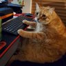 orangeCat 的头像