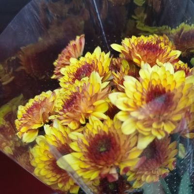 YangYi5323's profile picture