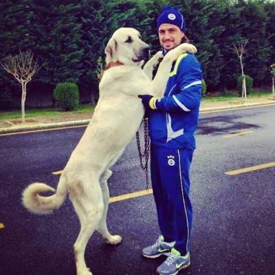 kangalltopuz's profile picture