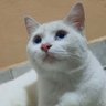 R profil fotoğrafı
