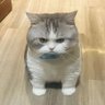 カバゴリラ's profile picture