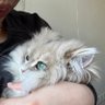 Cora profil fotoğrafı