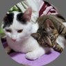 🐱タツ🐾🎨 profil fotoğrafı