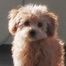 Profilbild von くうどんQoodon