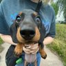 Vicniksor's profile picture