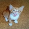 MÜEZZA KEDİİ 😻🌍😺 的头像