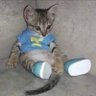Sonicat profil fotoğrafı