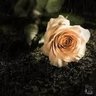 يسووفي's profile picture