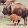 Profilbild von Bison Valley