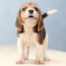 Profilbild von bad puppy
