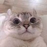 咕咕咕's profile picture