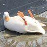 Profilbild von ソシヤマ