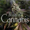 BudBossGrower profil fotoğrafı