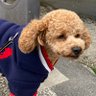 Profilbild von Dog ヒロシ