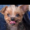 Lilac Wikerson's profile picture